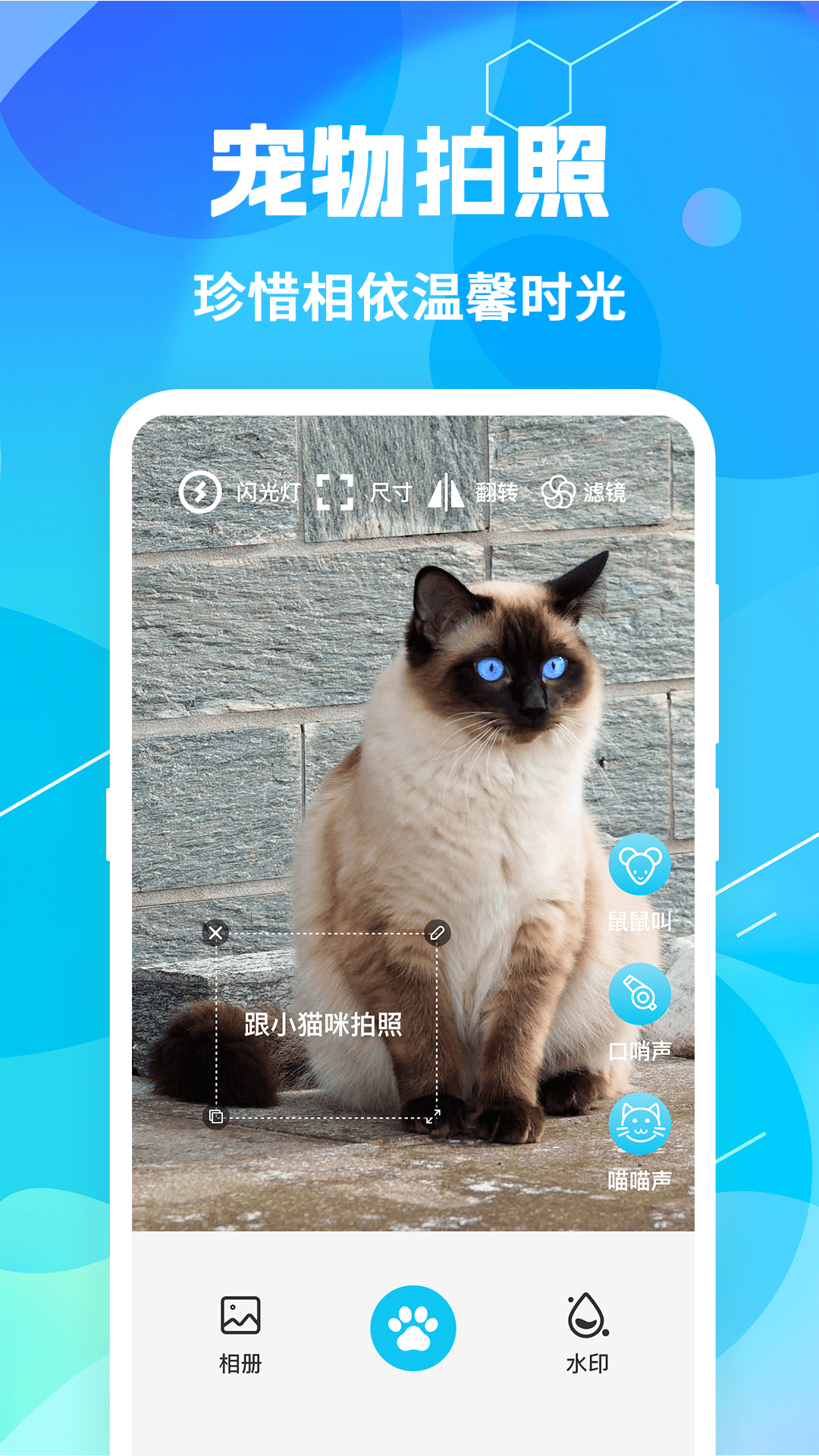 精彩截图-猫语翻译pet2025官方新版