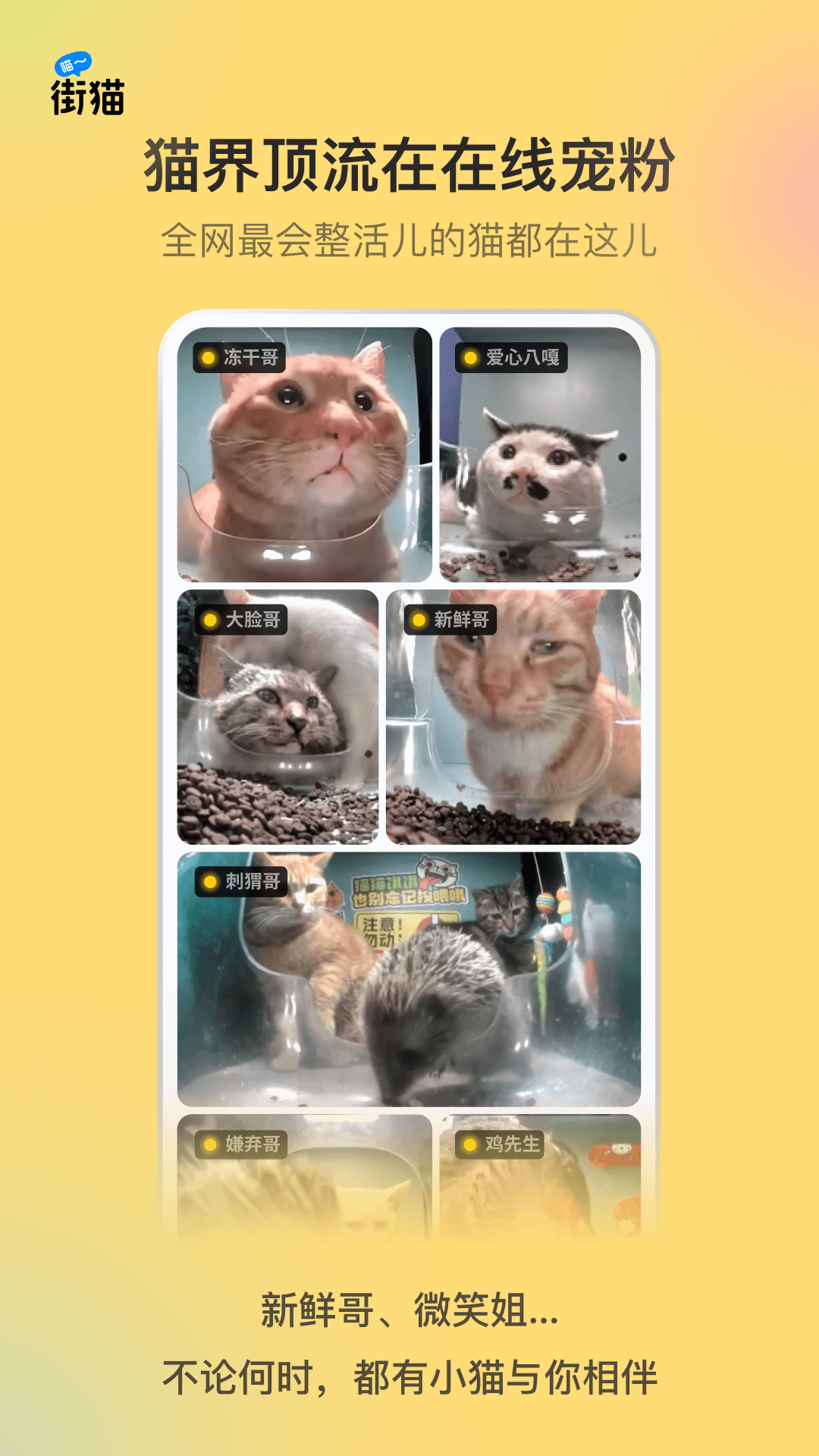 精彩截图-街猫2026官方新版