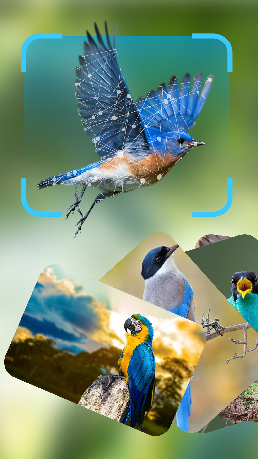精彩截图-Bird Lover2025官方新版