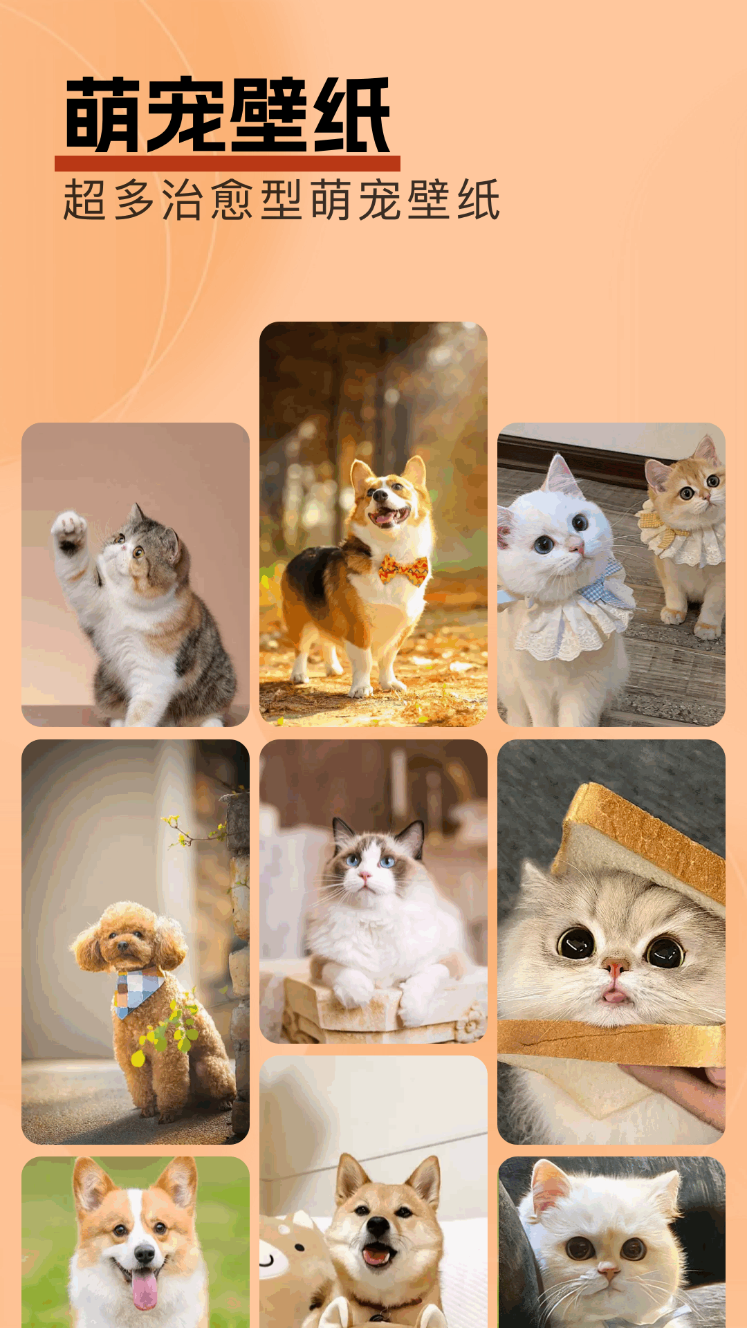 精彩截图-桌面壁纸精灵2025官方新版