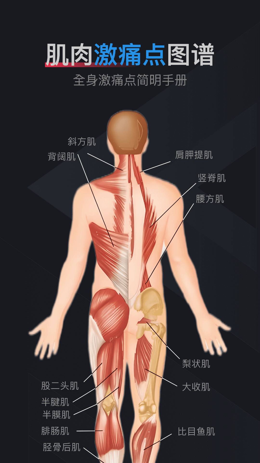 精彩截图-肌肉激痛点图谱2026官方新版