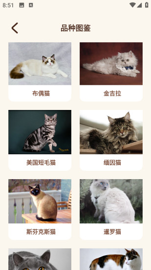 精彩截图-Peppycat猫语翻译器2024官方新版