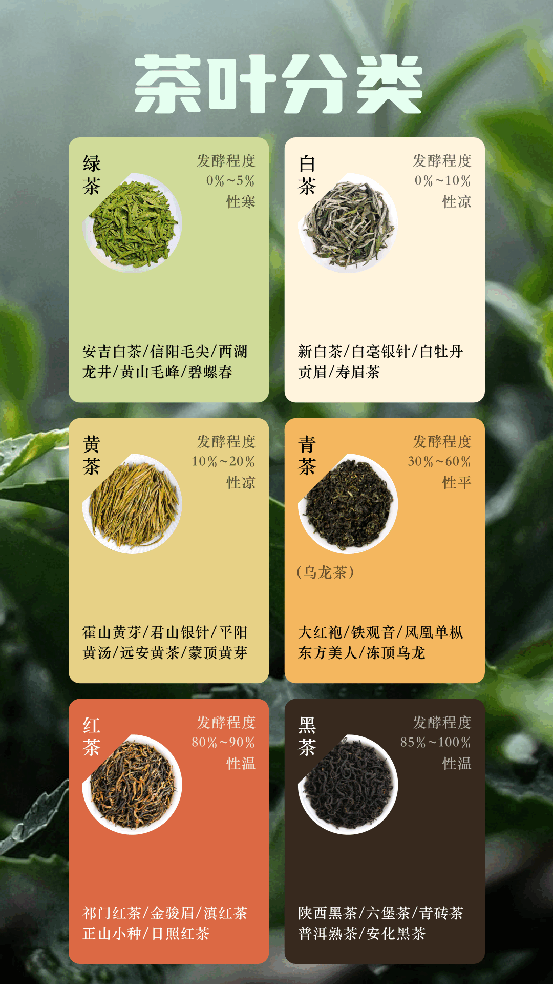 悠悠茶园安卓版高清截图