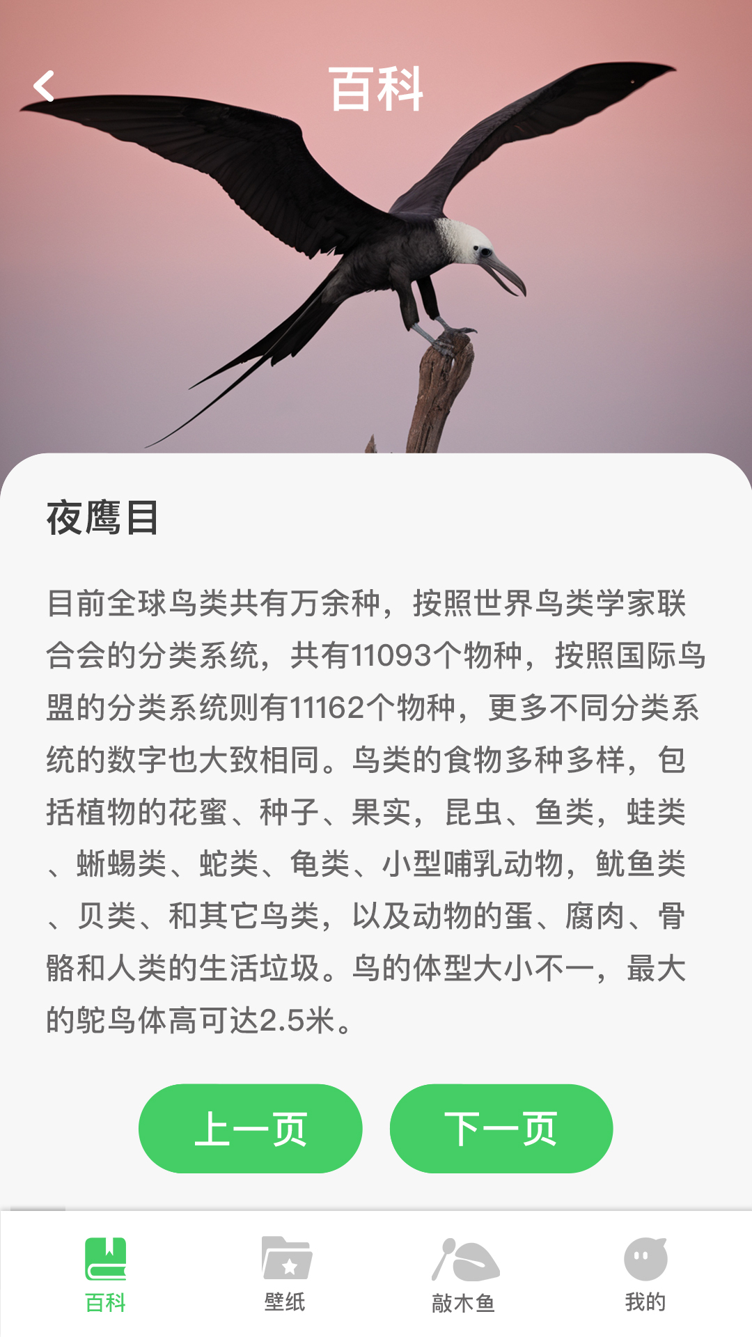 招财凤凰 截图 1