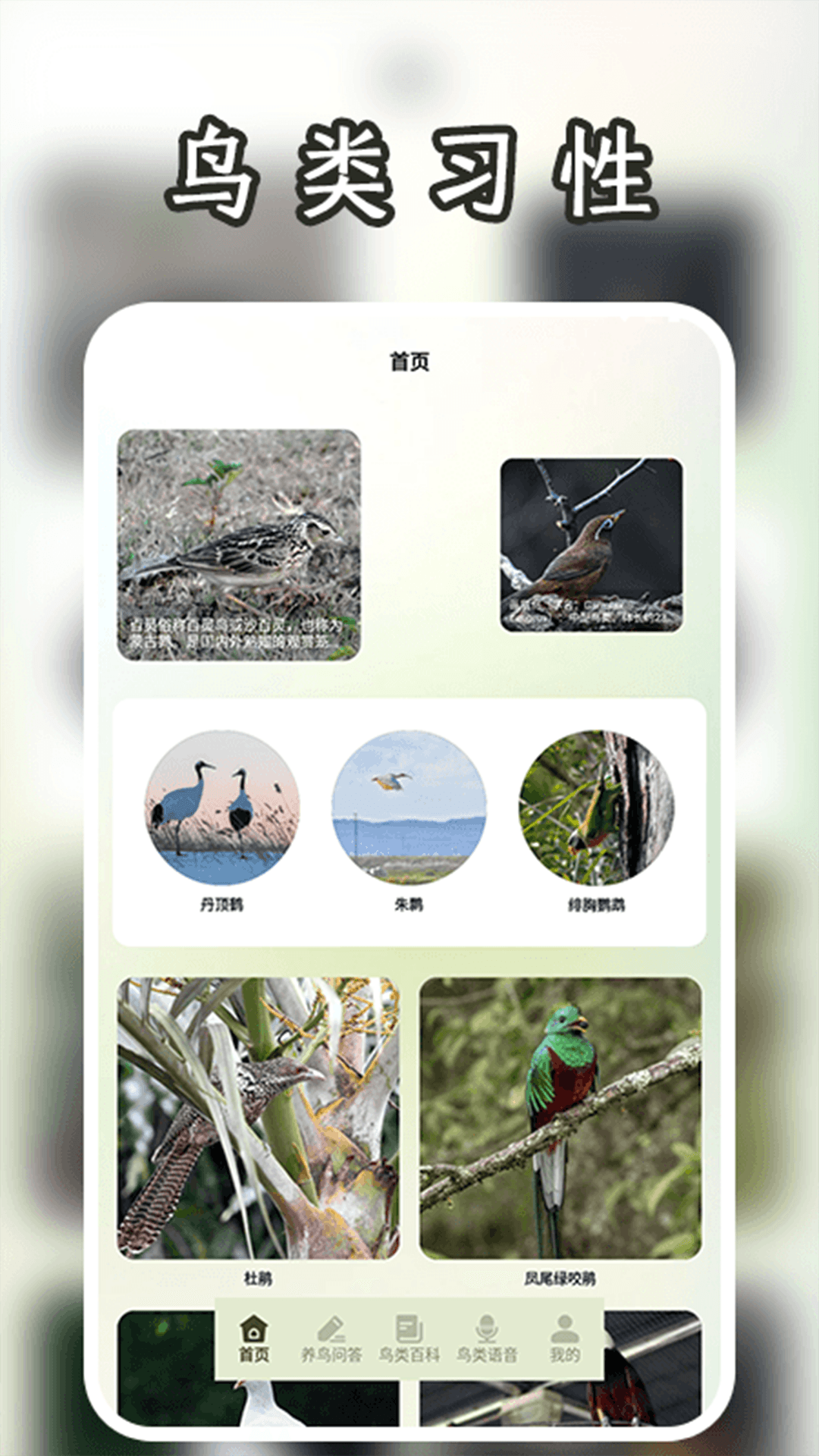 孤独的鸟二安卓版高清截图