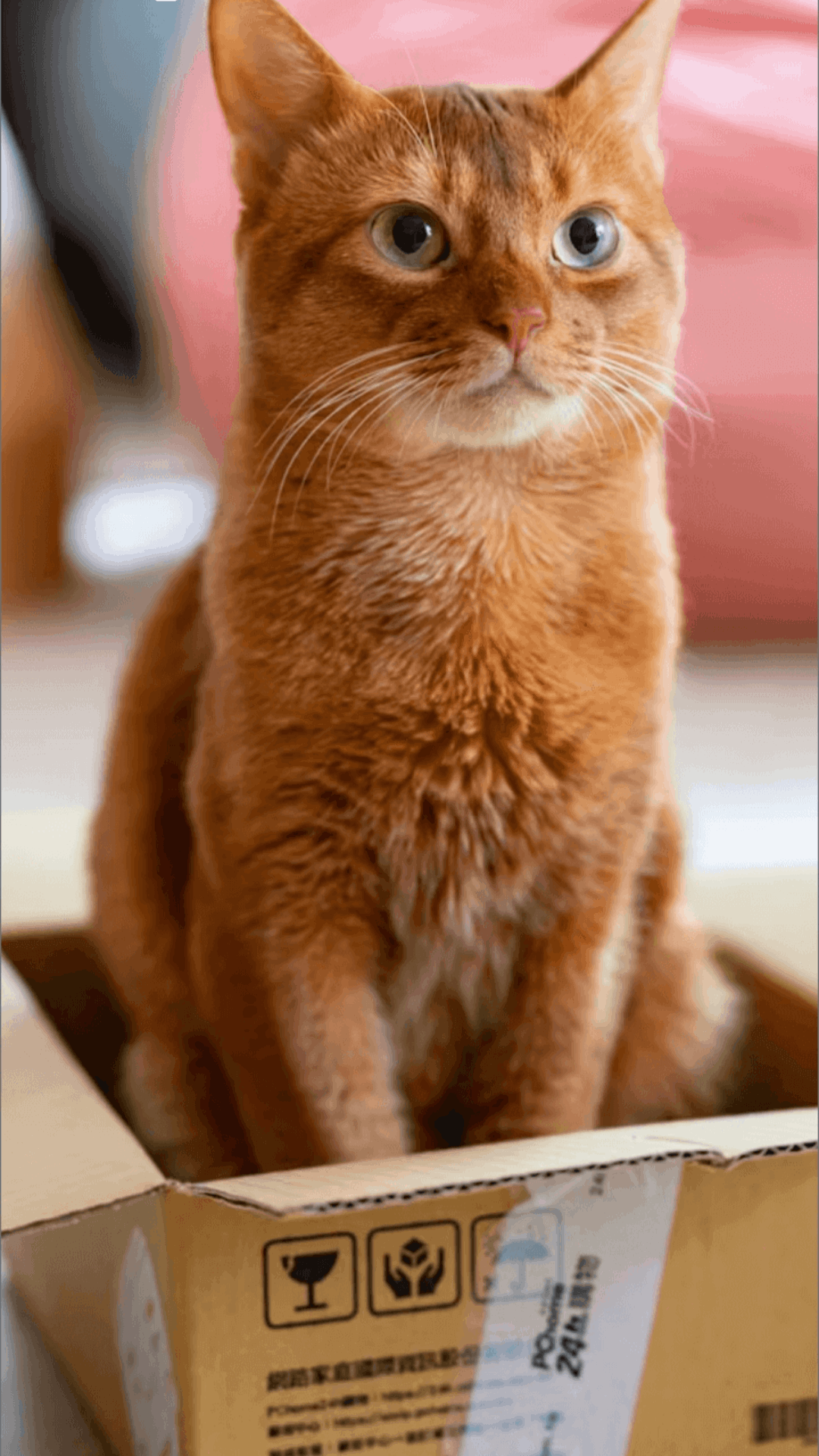 精彩截图-萌宠抱抱屋2025官方新版