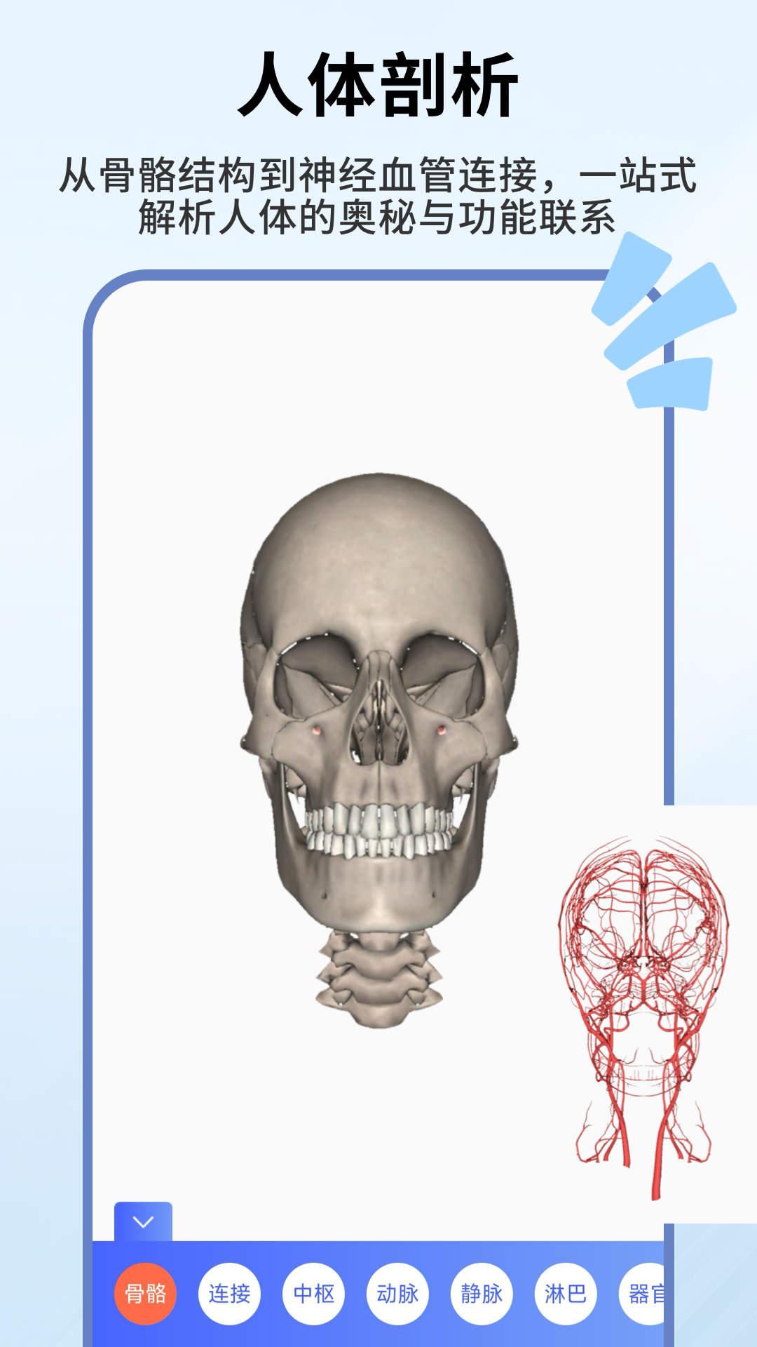 精彩截图-人体解剖学图谱2026官方新版