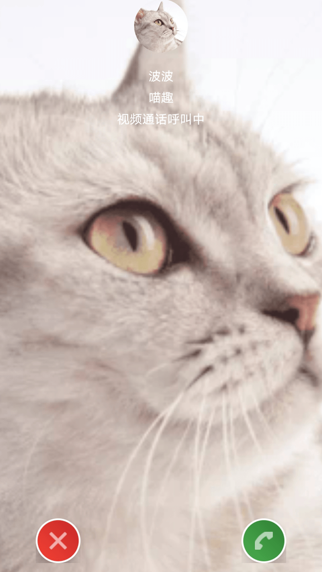 精彩截图-点个猫乐园2026官方新版